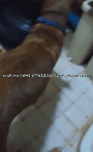 图片[2]-【特殊资源】内射母狗 波哥 不愧是国内玩儿狗第一人！-91欢迎您！